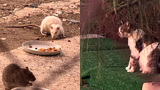 Viral 'Pony rats' video exposes rampant rodent infestation in Malaga's Huelin neighbourhood