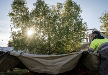 A picture of the olive harvest in Campillos, a village in Malaga province.