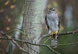 A common goshawk.