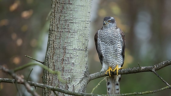 Malaga court investigates two men accused of stealing birds of prey chicks for illegal trade
