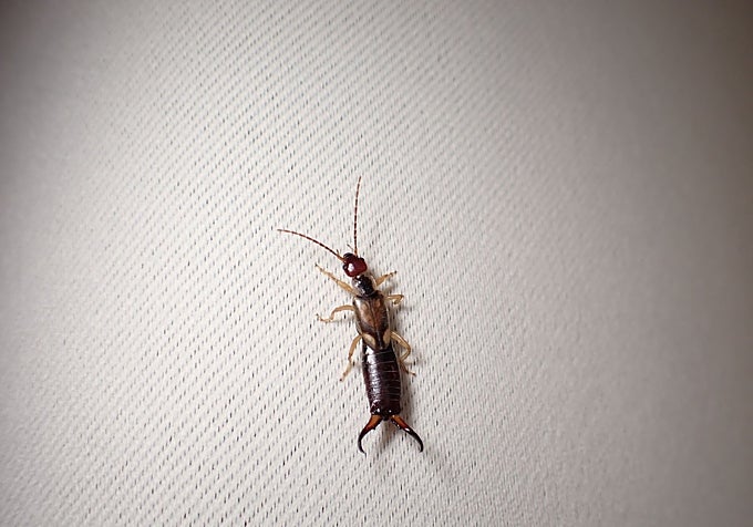 Another insect on a piece of upholstery in a home in Málaga.