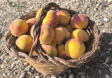 Freshly harvested peaches from Periana.