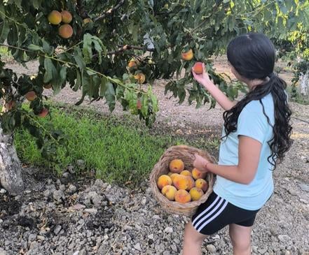Imagen secundaria 1 - The Ortiz Villa family keep the spirit of the Periana peach alive. 