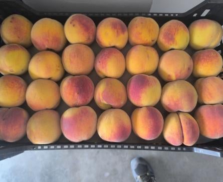 Imagen secundaria 1 - Periana peaches: the fruit that draws hundreds of people to the Alta Axarquía