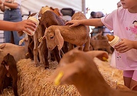Children will be able to feed the goats with a bottle in Casabermeja.