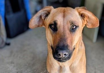 Rincón de la Victoria launches new festival to raise funds for local animal charity