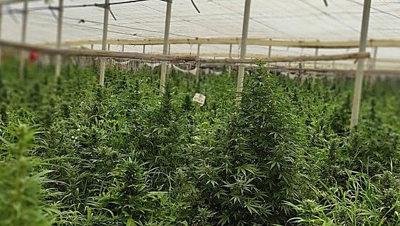 Malaga province cannabis greenhouse dismantled and three arrested