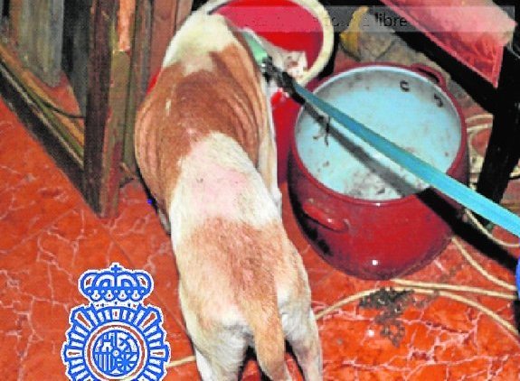 Image of the dog released by National Police.