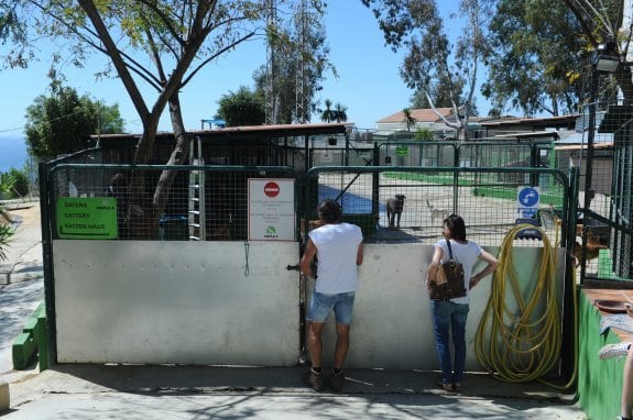The Triple A animal shelter is on the Ojén road in Marbella.