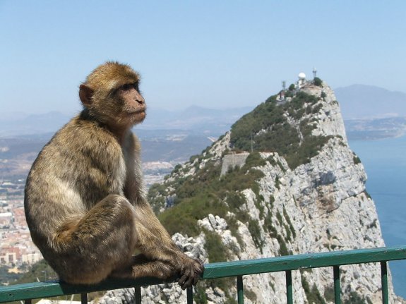Barbary macaques live in Gibraltar. :: SUR