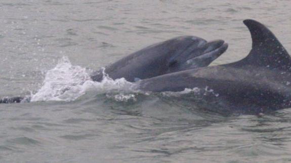 The Malayo dolphins are a threat to the fishing industry.