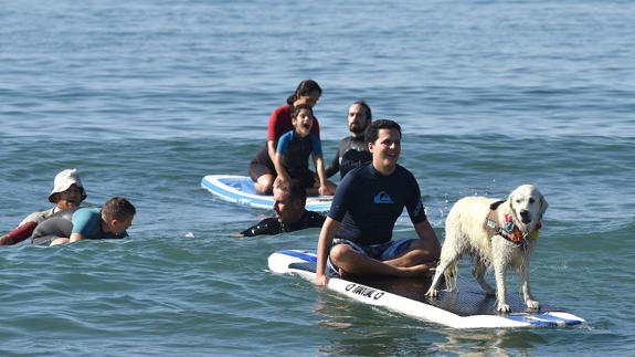 During the adapted surfing classes, the children are assisted by monitors and also by Balu, a specially-trained therapy dog.