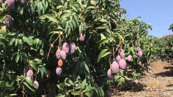 There are around 4,000 hectares of mango plants in Malaga.