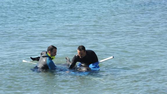 Baby dolphin rescued on Fontanilla beach