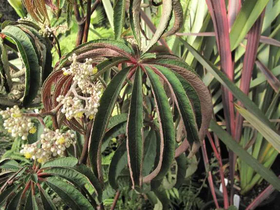 Begonia luxurians.