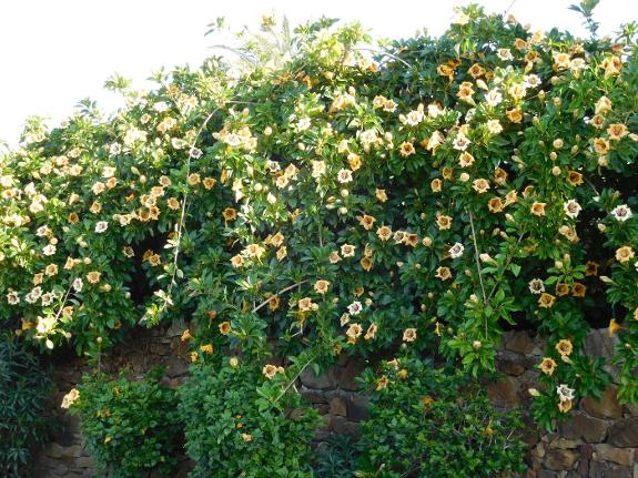 The cup of gold vine