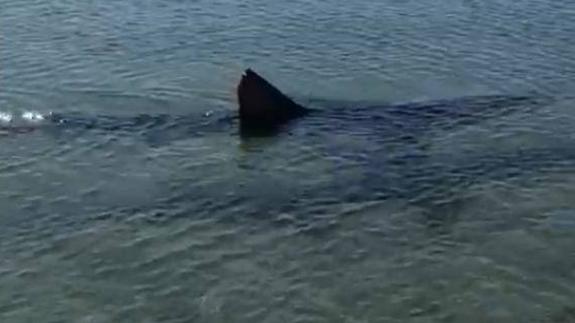 Bathing banned on Fuengirola beaches following shark sighting