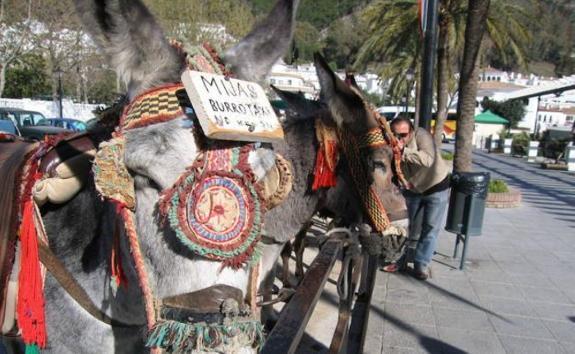 The council has announced a new bylaw to protect the famous donkey taxis in Mijas Pueblo.