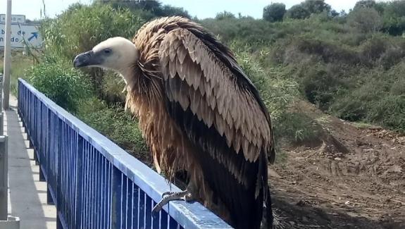 The vulture is now recovering at the CREA centre in Malaga.