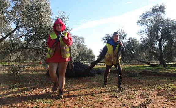 Two labourers spread the nets out on the ground to collect the olives as they fall from the trees.