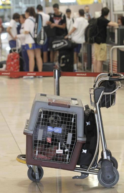 A dog in its carrier, all set to board a plane. SUR