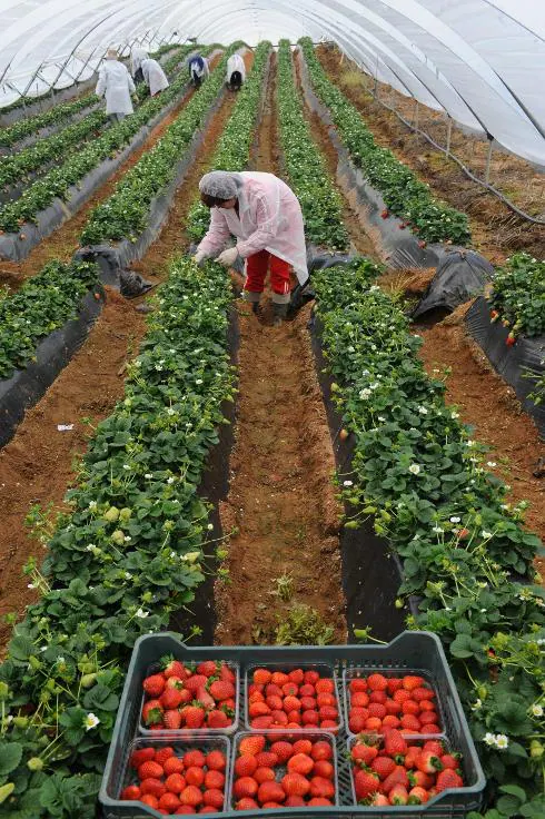 Lepe's economy relies on its strawberry harvest.