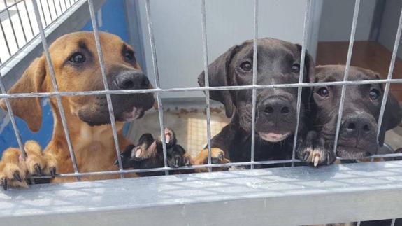 ACE canine sanctuary asks for help after suspension of animal transportation