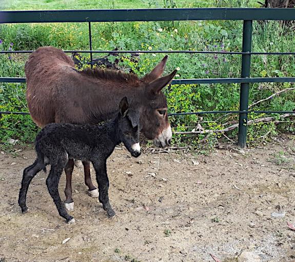 The baby donkey is called Saracen after the brand of horse feed.