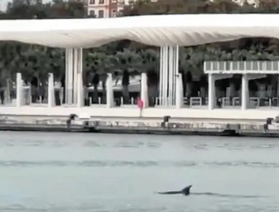 Visiting dolphins delight onlookers in Malaga port