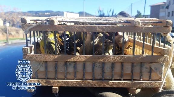 The birds were kept in a cage inside the vehicle.