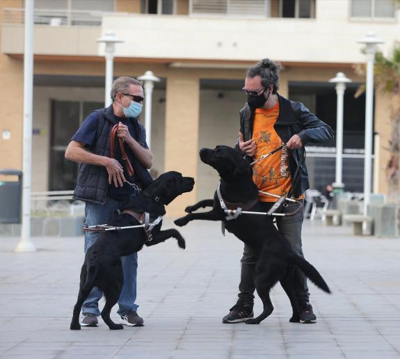 Guide dogs Unut  and Orwell meet again  with their new owners,  Toño and Tony. 