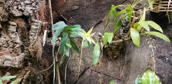 The Darwin's orchid will be in flower for another two months.  j. m. m.