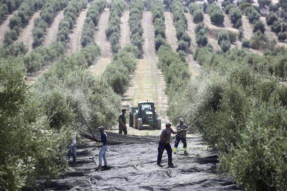 It was a dry year for olive groves. 