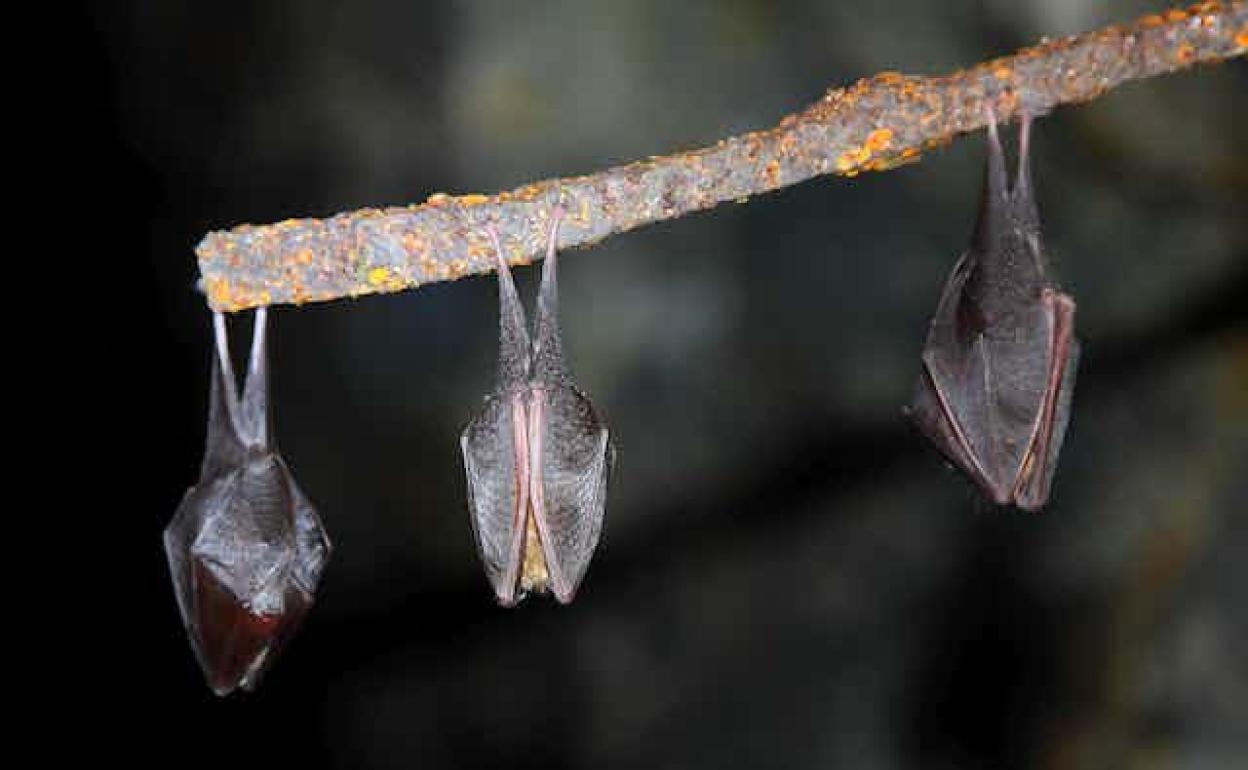 Khosta-2: descubierto en Rusia un nuevo y preocupante coronavirus