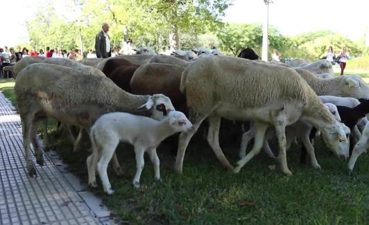 Las ovejas trashumantes están en constante movimiento