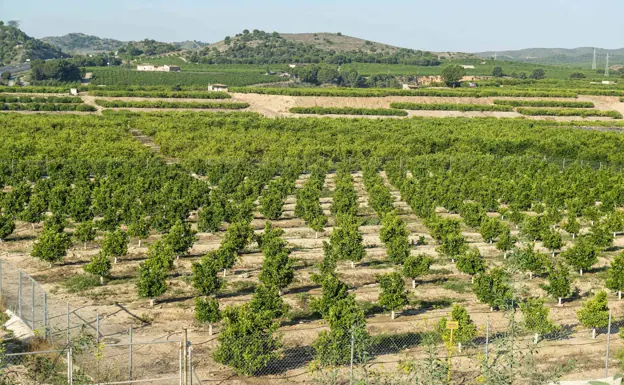 La agricultura es uno de los motores económicos de la provincia de Alicante