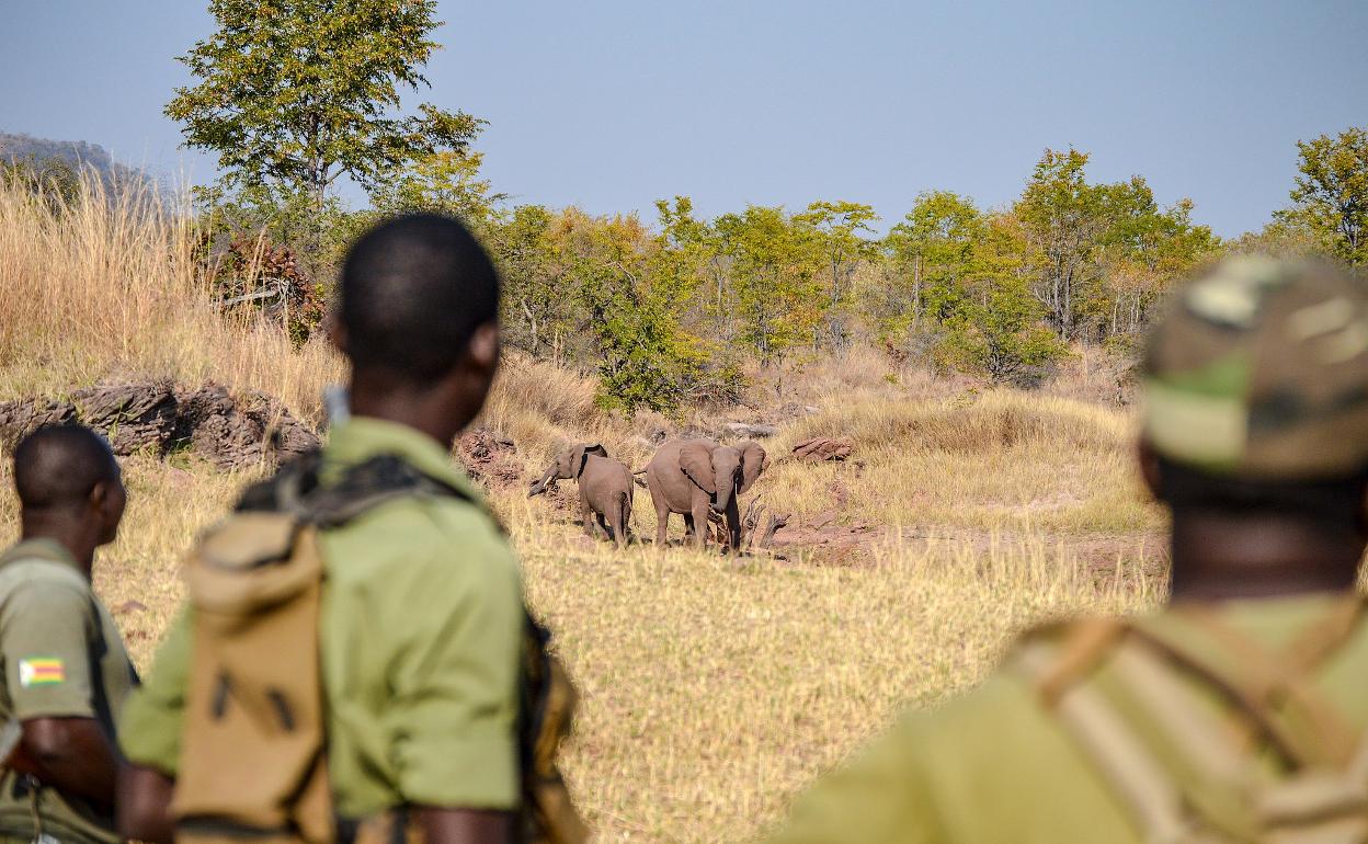 Los elefantes pueden transmitir el miedo a sus descendientes, aunque estos nunca lo hayan experimentado. 