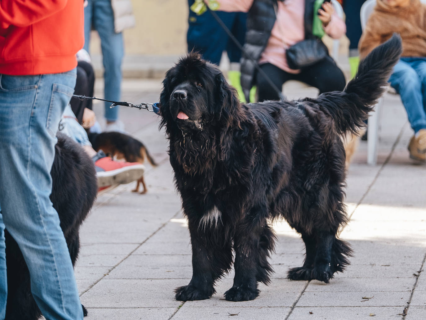 Fotos: Exhibiciones de unidades caninas y mucho amor en el evento &#039;Mi mascota, mi familia&#039;