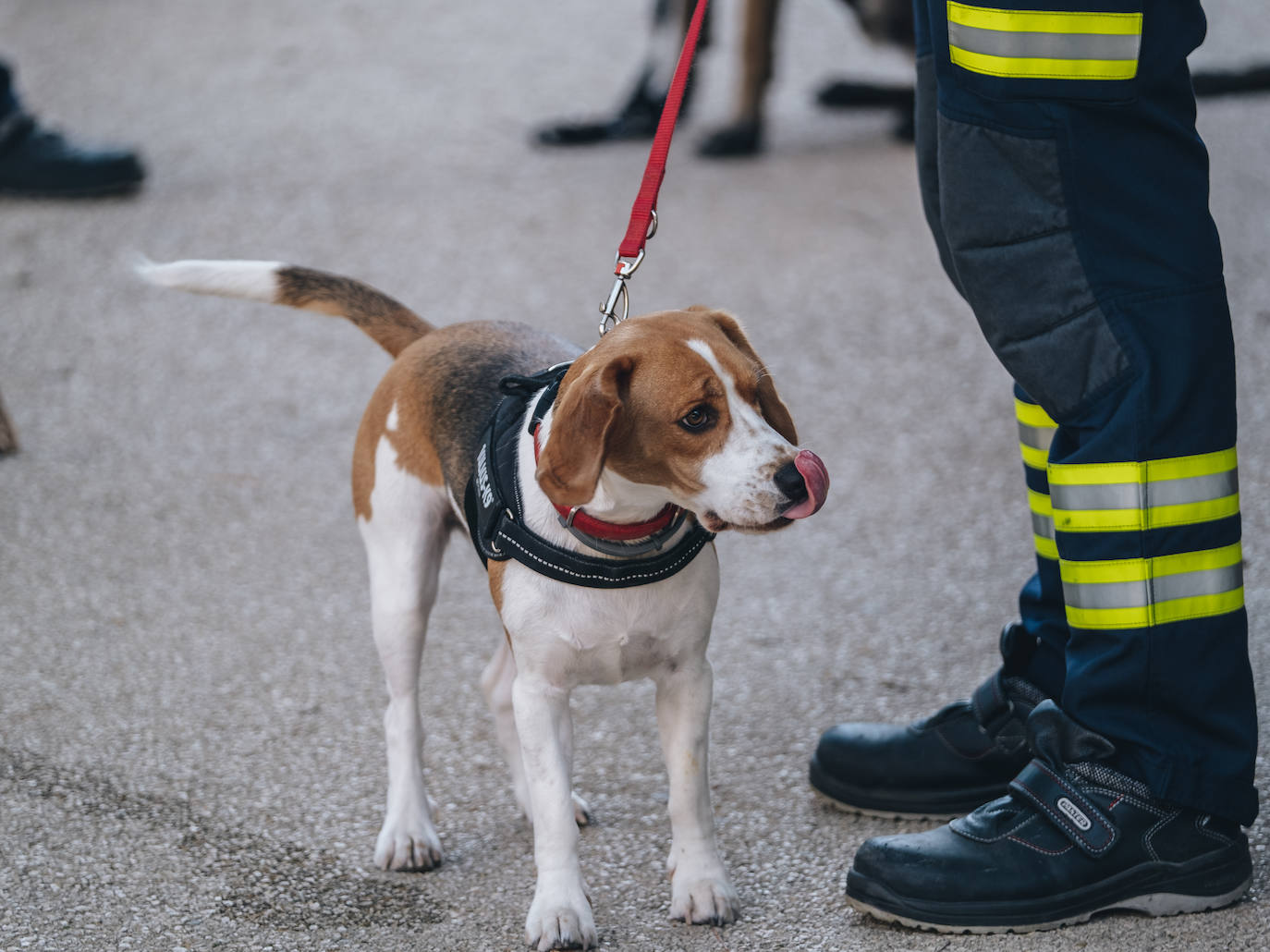 Fotos: Exhibiciones de unidades caninas y mucho amor en el evento &#039;Mi mascota, mi familia&#039;