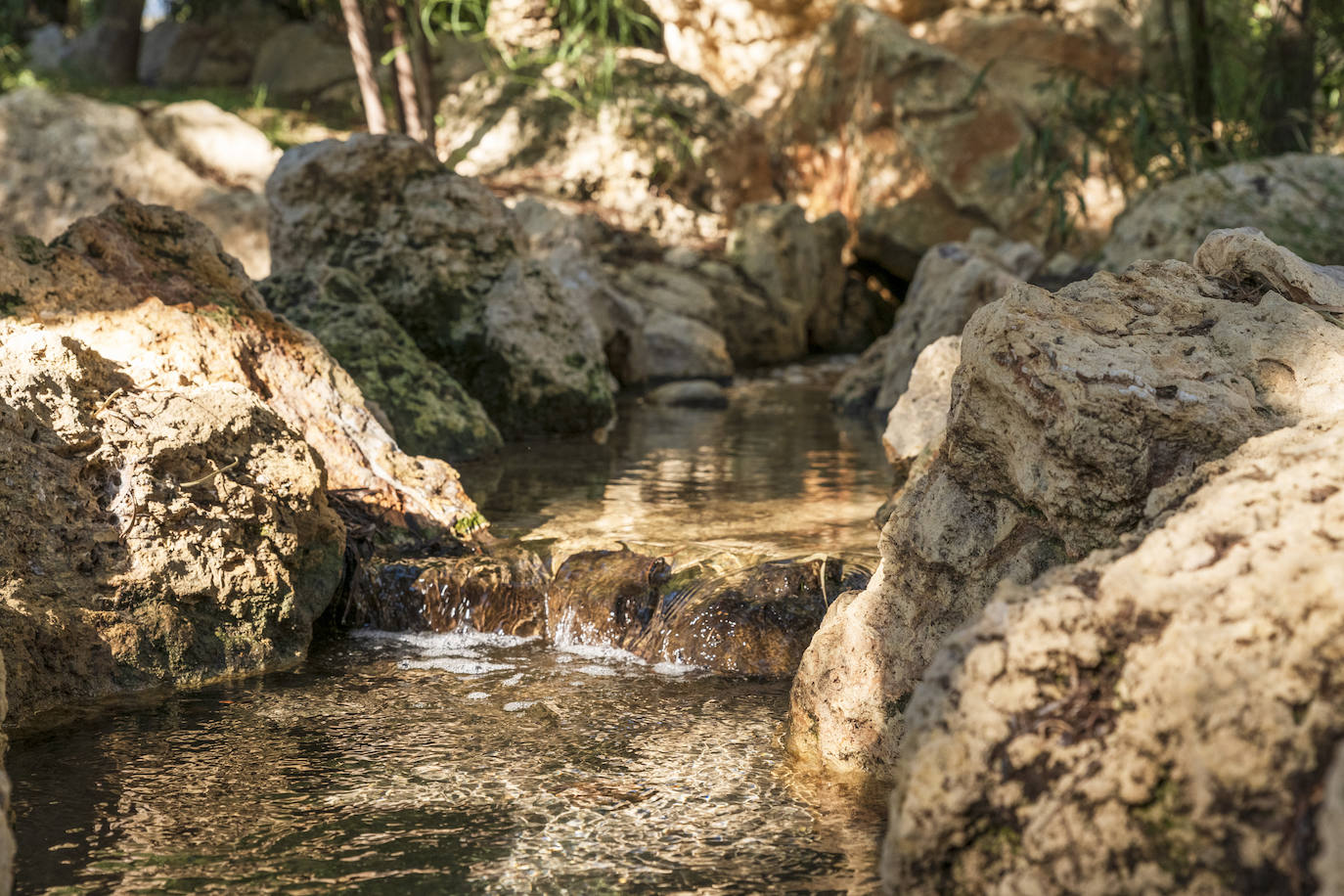 Fotos: El Palmeral, un parque natural frente al mar en Alicante