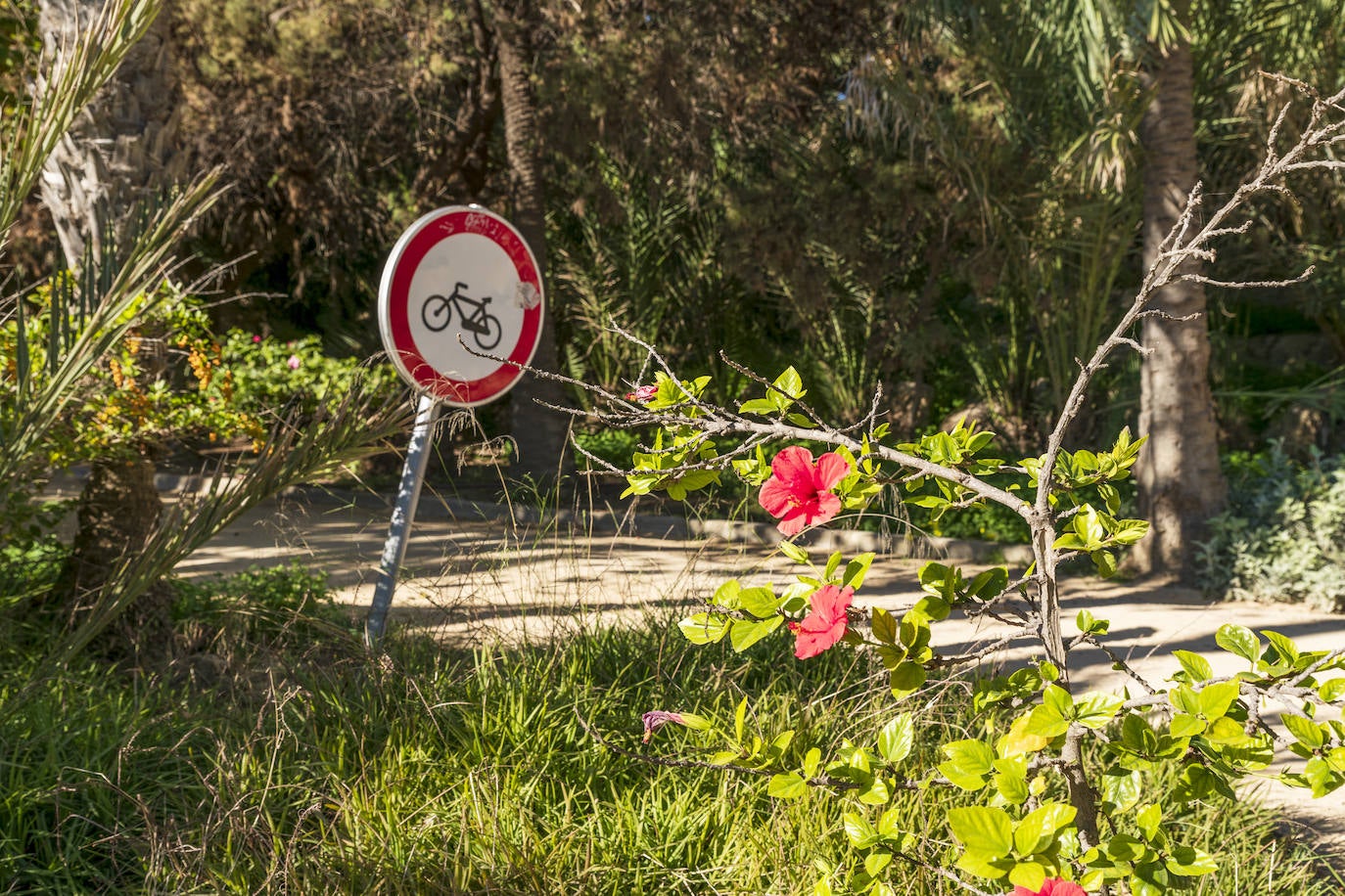 Fotos: El Palmeral, un parque natural frente al mar en Alicante