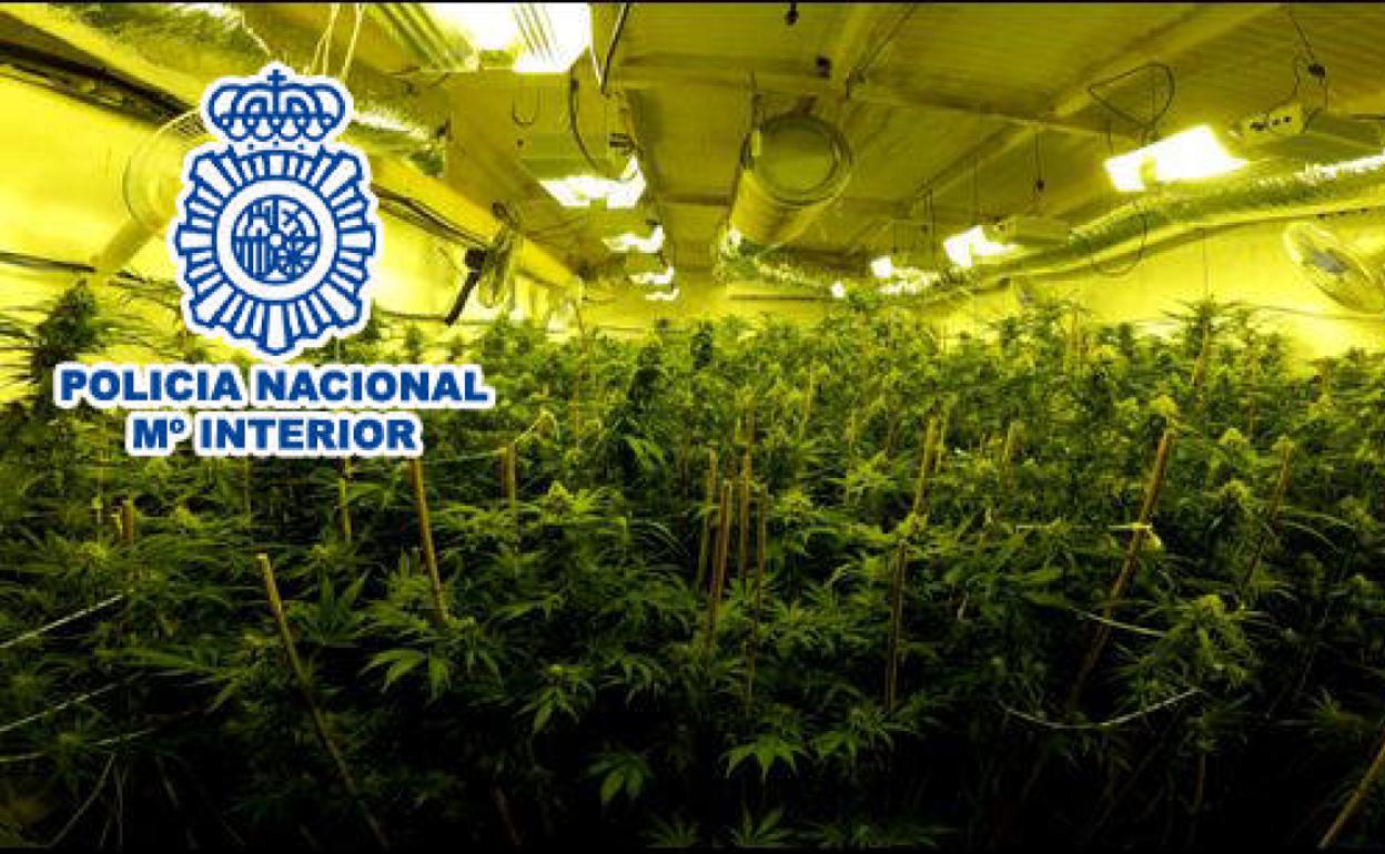 El cultivo indoor de marihuana intervenido al grupo criminal desmantelado
