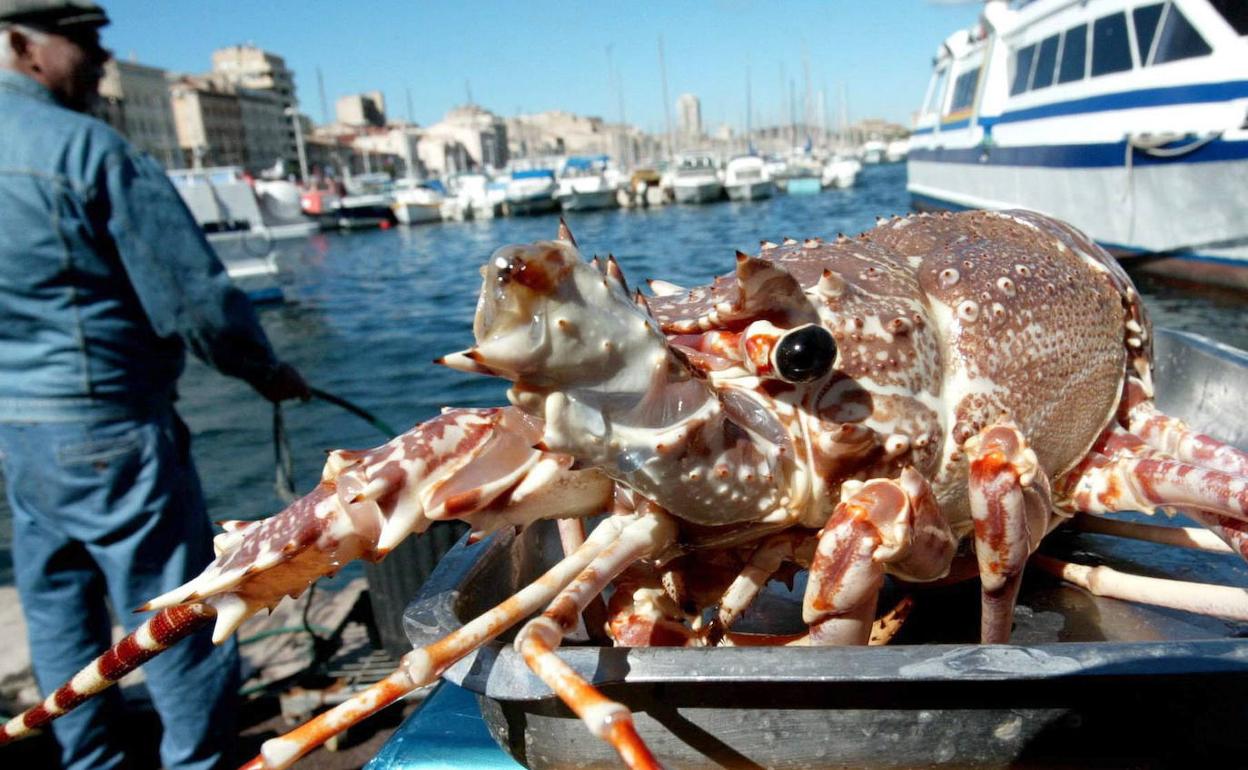 Marisco expuesto en el famoso mercado de Marsella. 