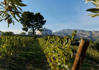 Imagen secundaria 1 - La viticultura vuelve al Valle de Guadalest tras 100 años en el olvido con un vino Denominación de Origen de Alicante