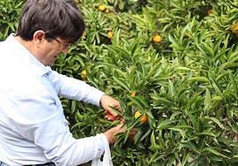 El presidente de Asaja-Alicante, José Vicente Andreu, recolecta naranjas.