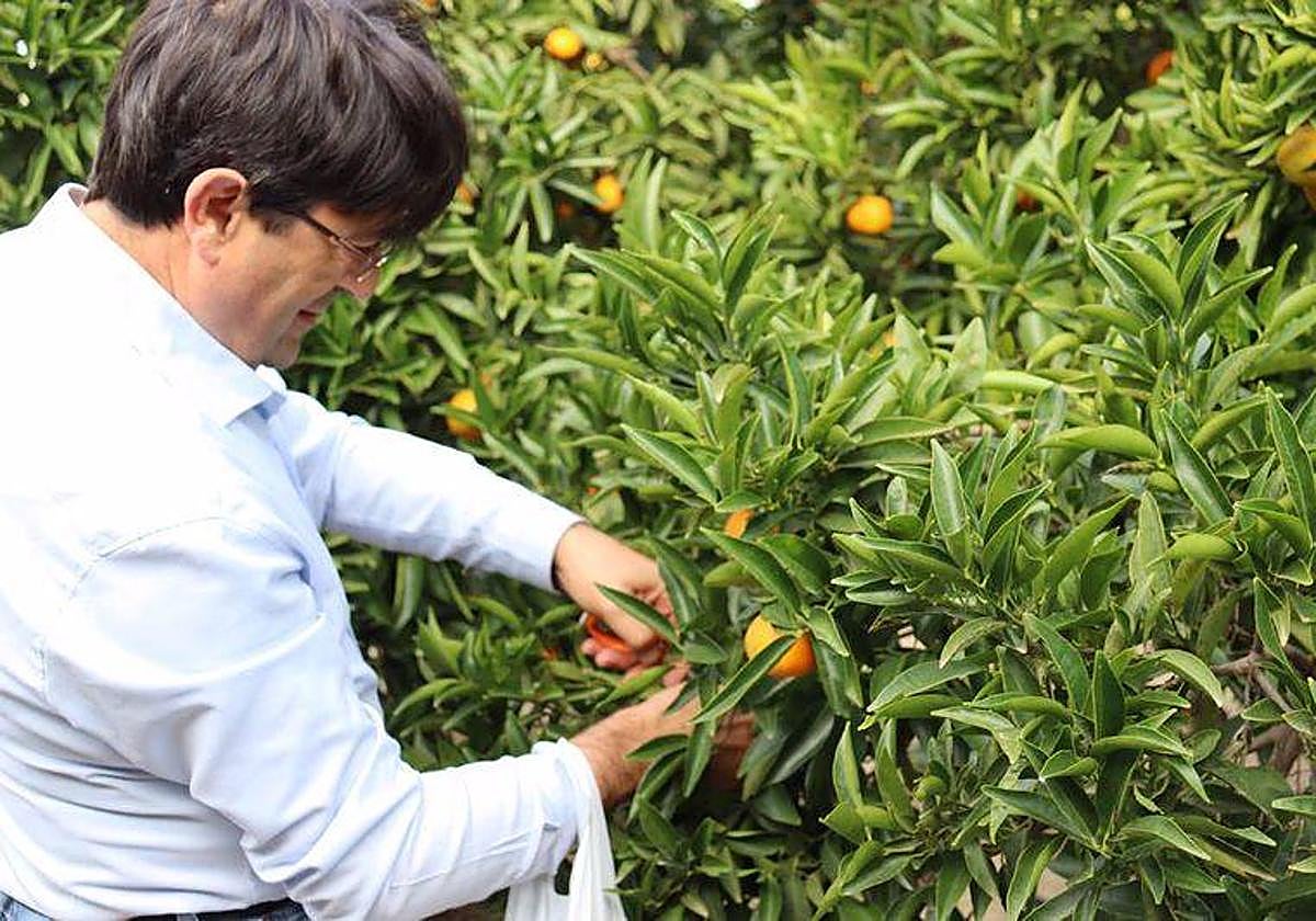 El presidente de Asaja-Alicante, José Vicente Andreu, recolecta naranjas.