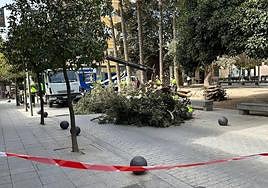 Árbol caído en San Vicente.