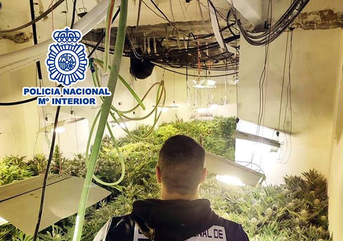 Agente de la Policía Nacional en la plantación de marihuana en un domicilio de Elda.
