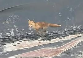 El pequeño zorro, al fondo del embalse.