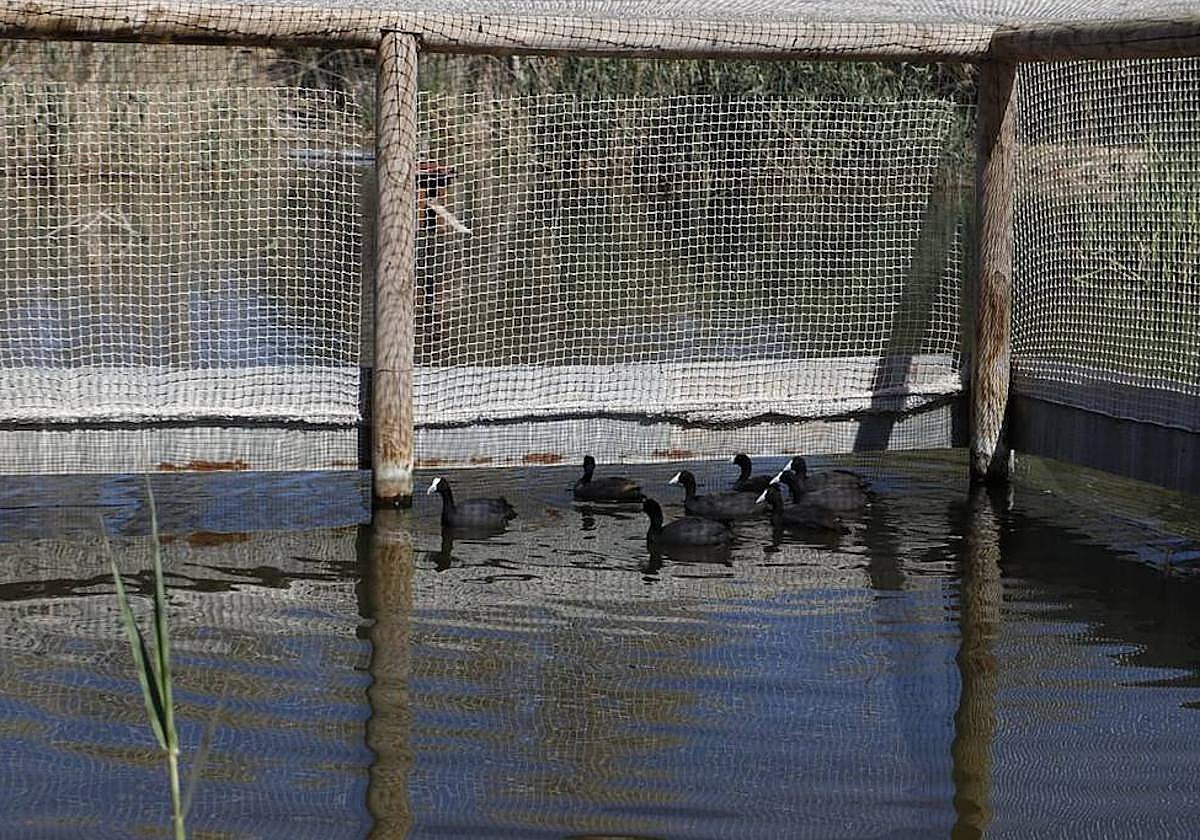 Suelta de focha moruna en el Clot de Galvany.